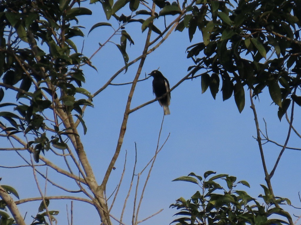 White-tailed Cotinga - ML643955840