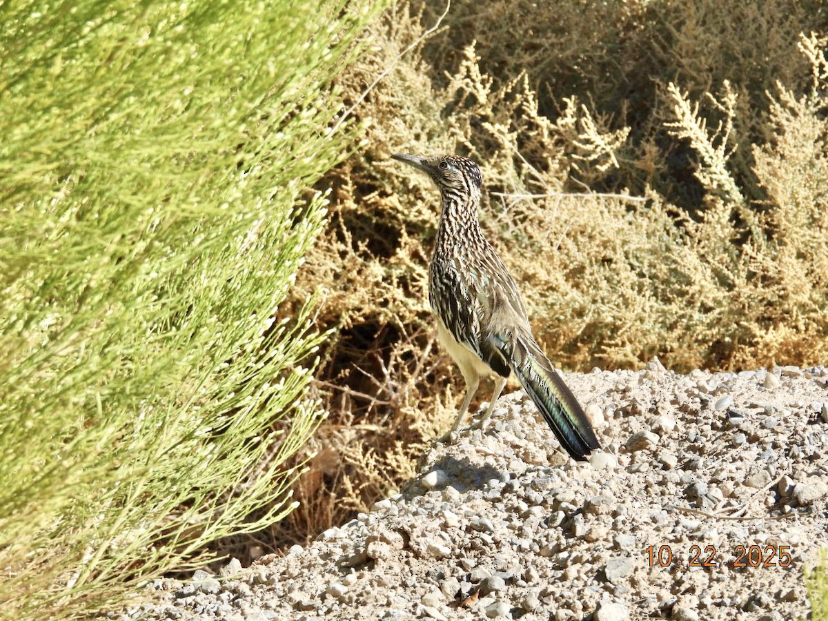 Grand Géocoucou - ML643955860