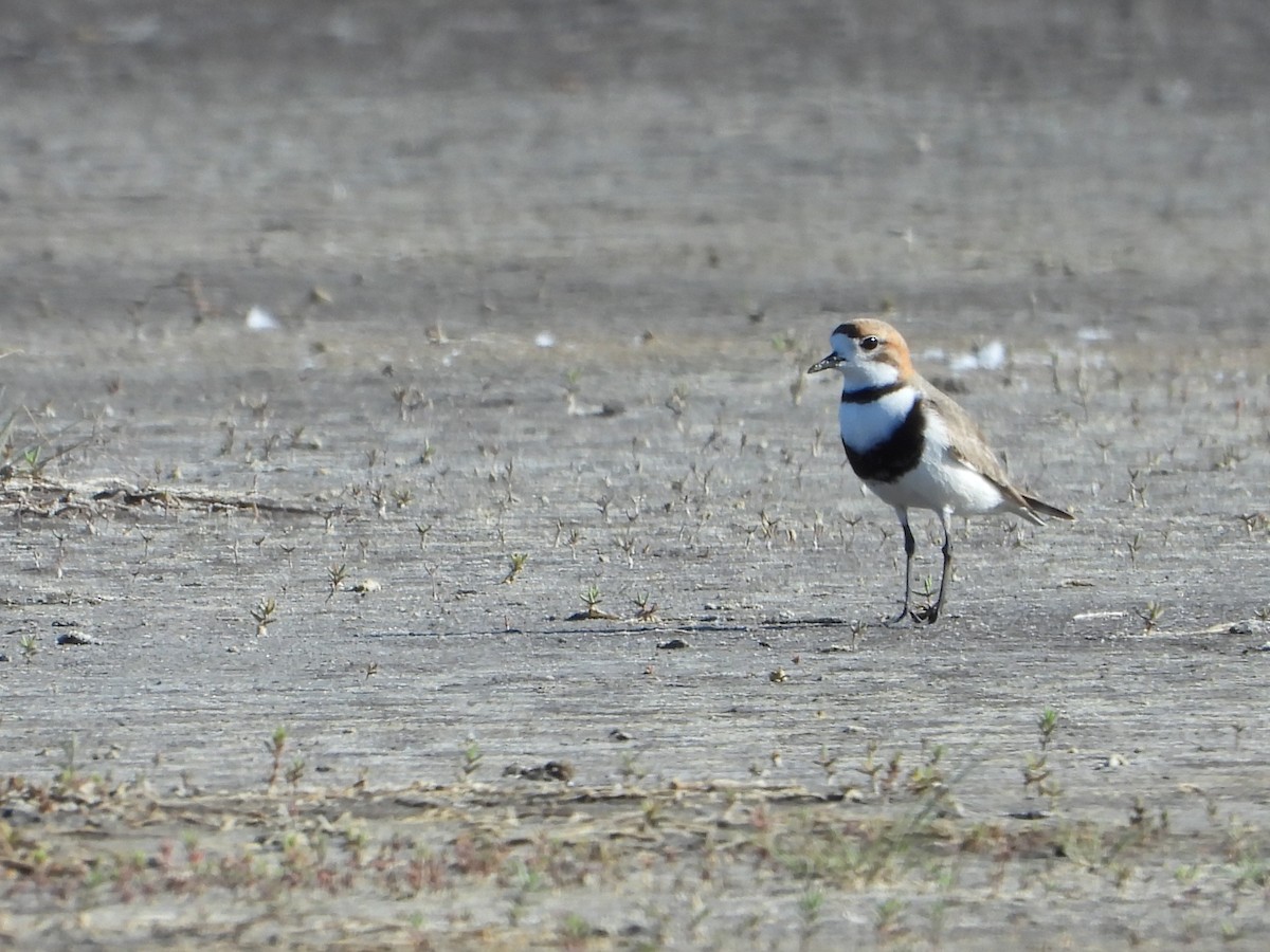Two-banded Plover - ML643955889