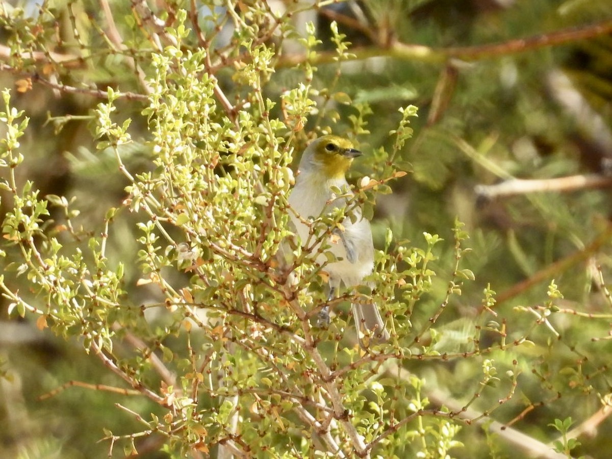 Auripare verdin - ML643955890