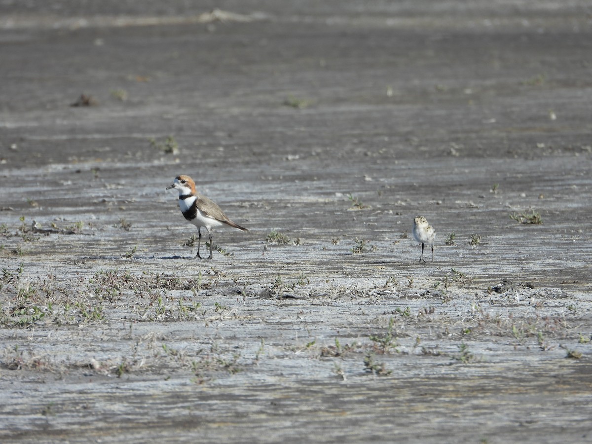 Two-banded Plover - ML643955891