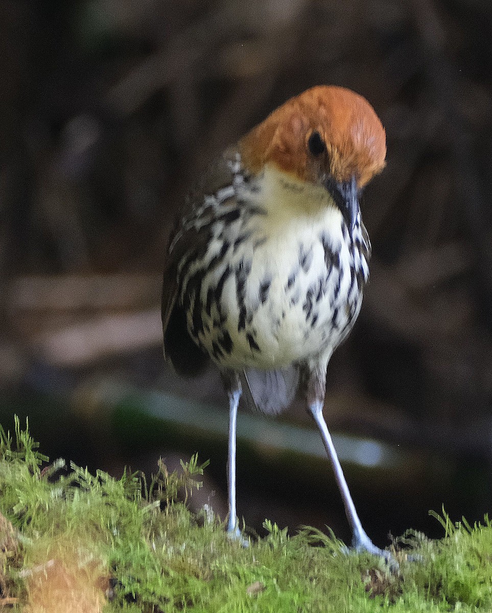 Мурашниця рудоголова - ML643955901