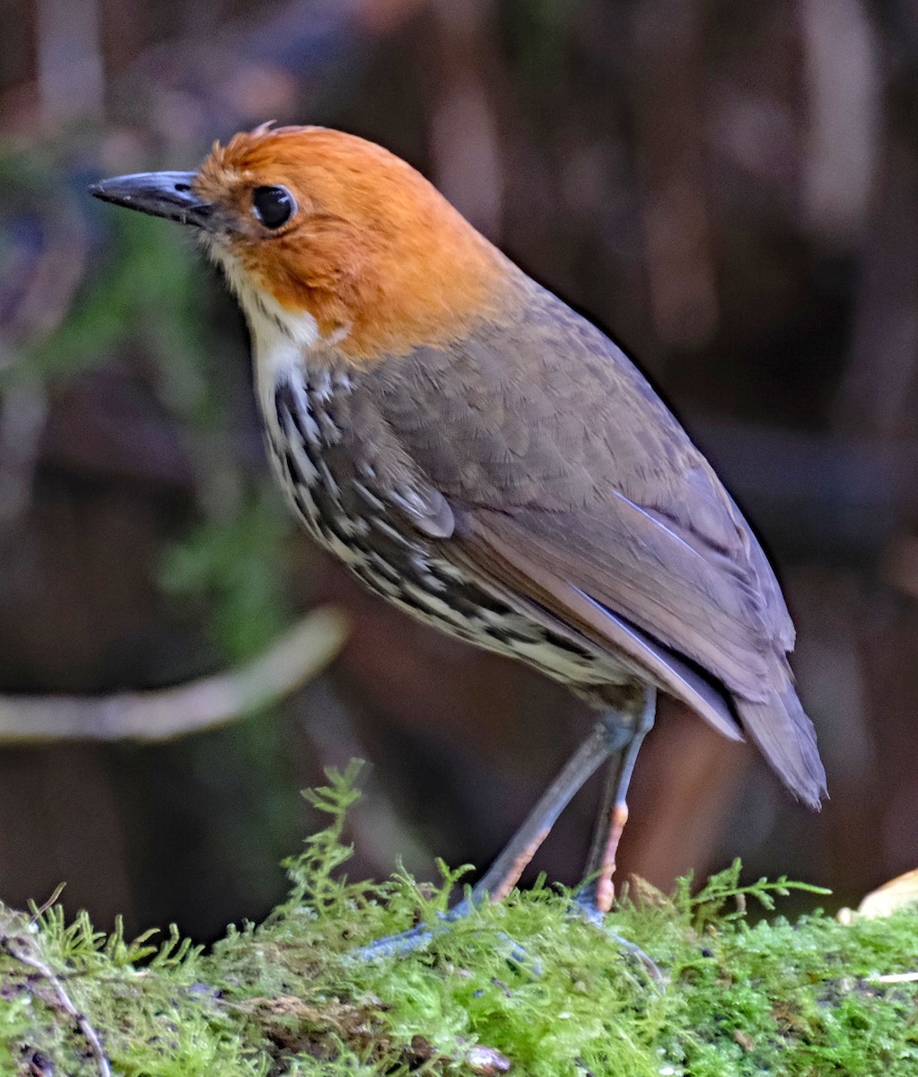 Мурашниця рудоголова - ML643955902