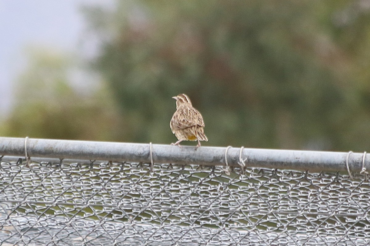 Western Meadowlark - ML643955908