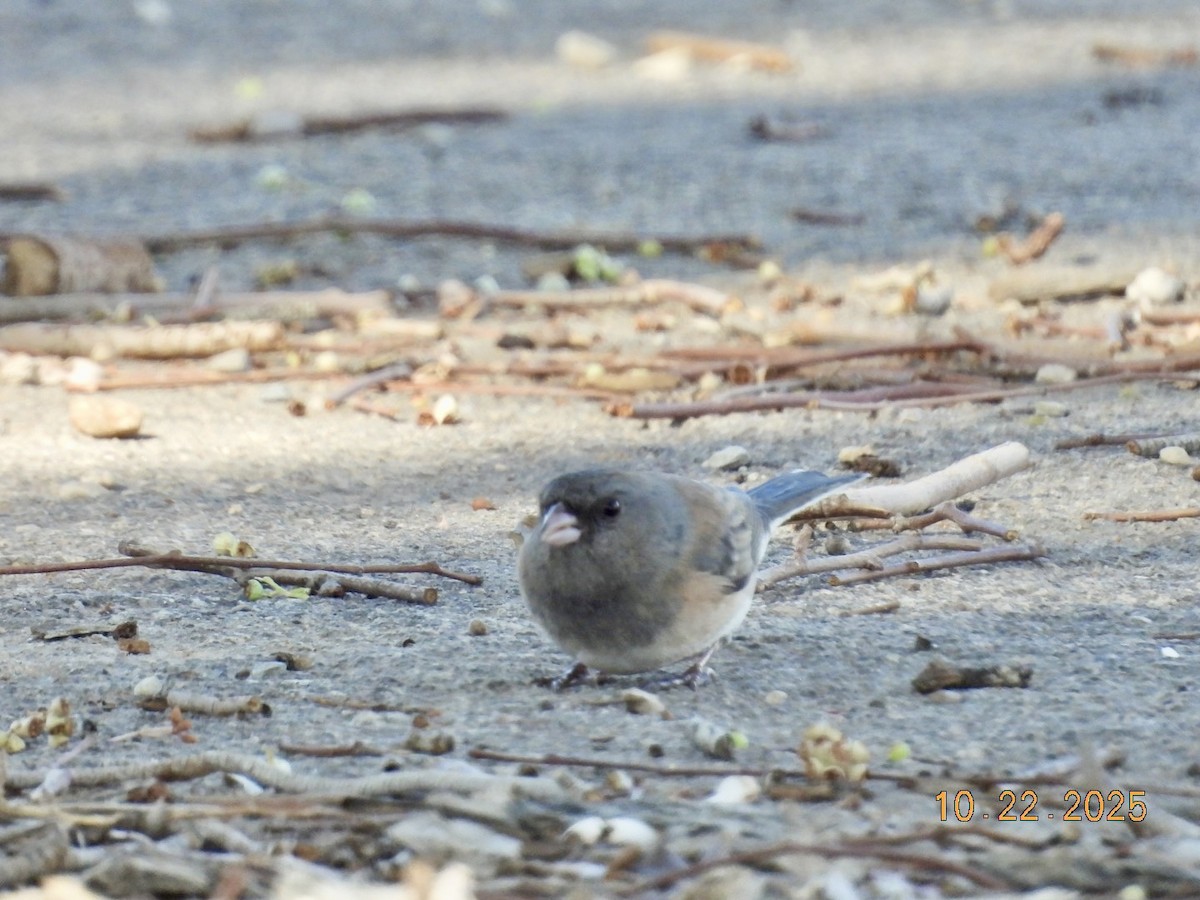 Junco ardoisé - ML643955909
