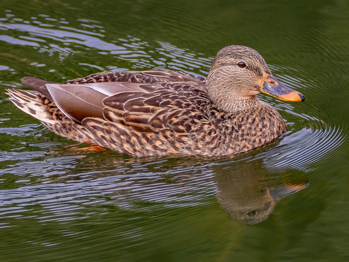 Canard colvert - ML643955911
