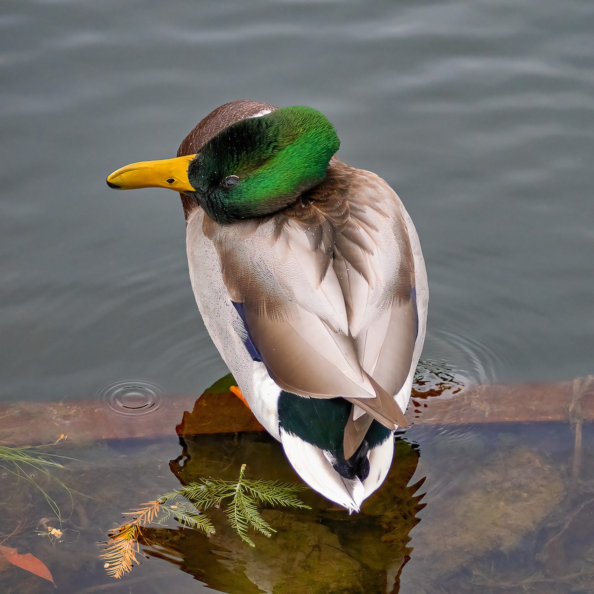 Canard colvert - ML643955912