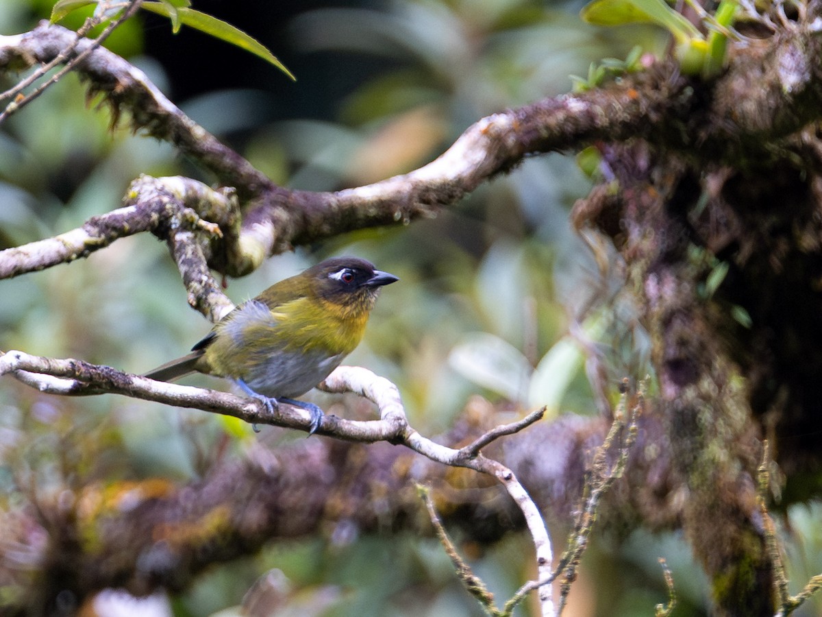 Common Chlorospingus - ML643955913