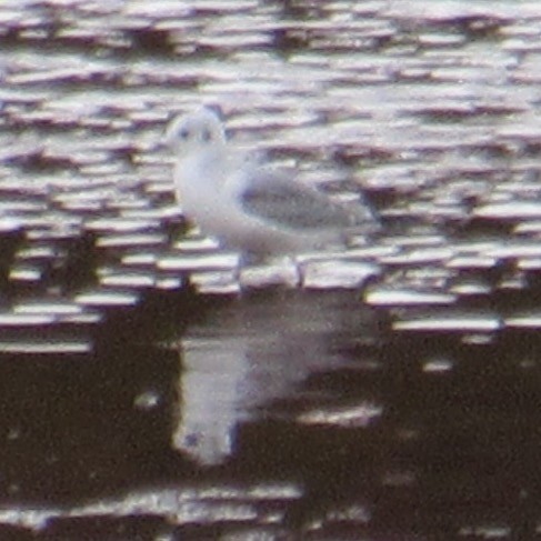 Bonaparte's Gull - ML643955920