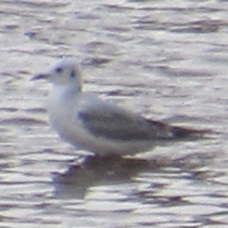 Bonaparte's Gull - ML643955921