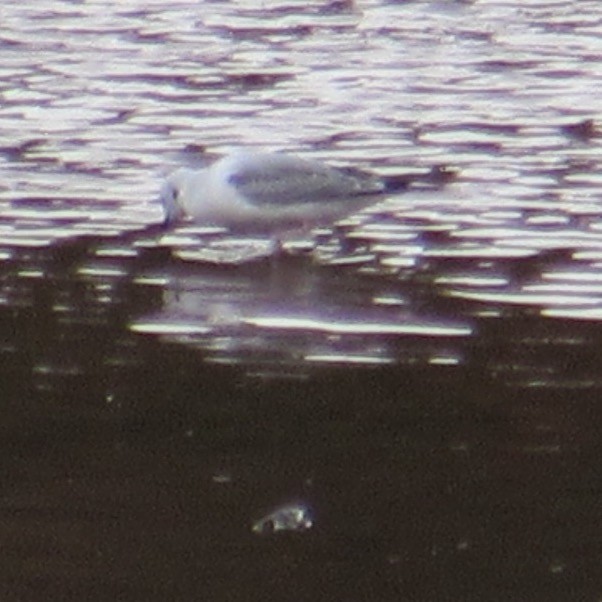 Bonaparte's Gull - ML643955922