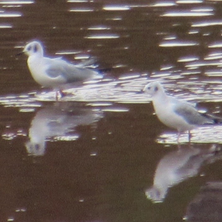 Bonaparte's Gull - ML643955923