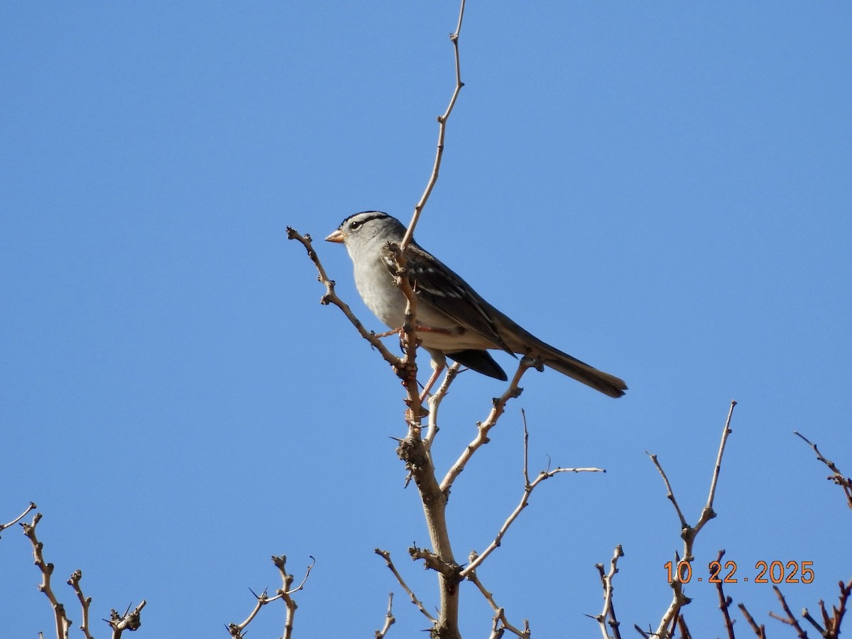 Bruant à couronne blanche - ML643955927