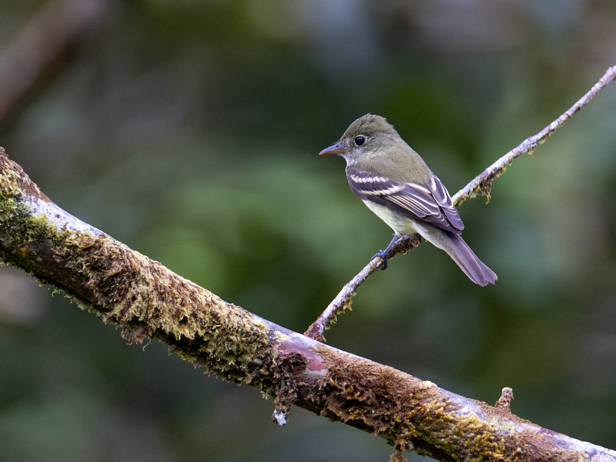 Acadian Flycatcher - ML643955935