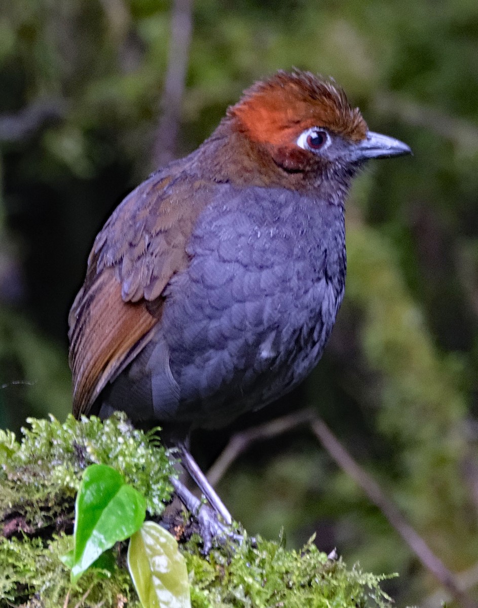 Chestnut-naped Antpitta - ML643955946