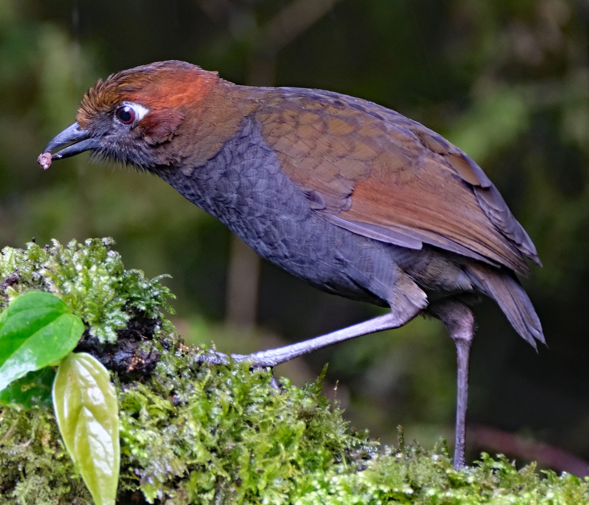 Chestnut-naped Antpitta - ML643955947