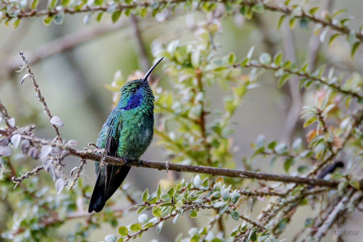 Lesser Violetear - ML643955954