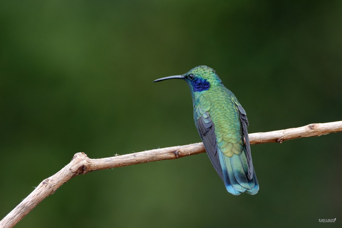 Lesser Violetear - ML643955958