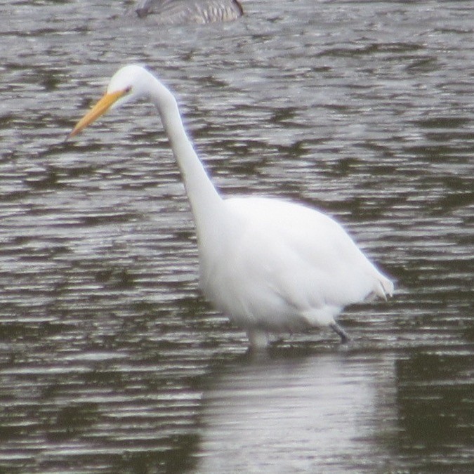 Great Egret - ML643955960