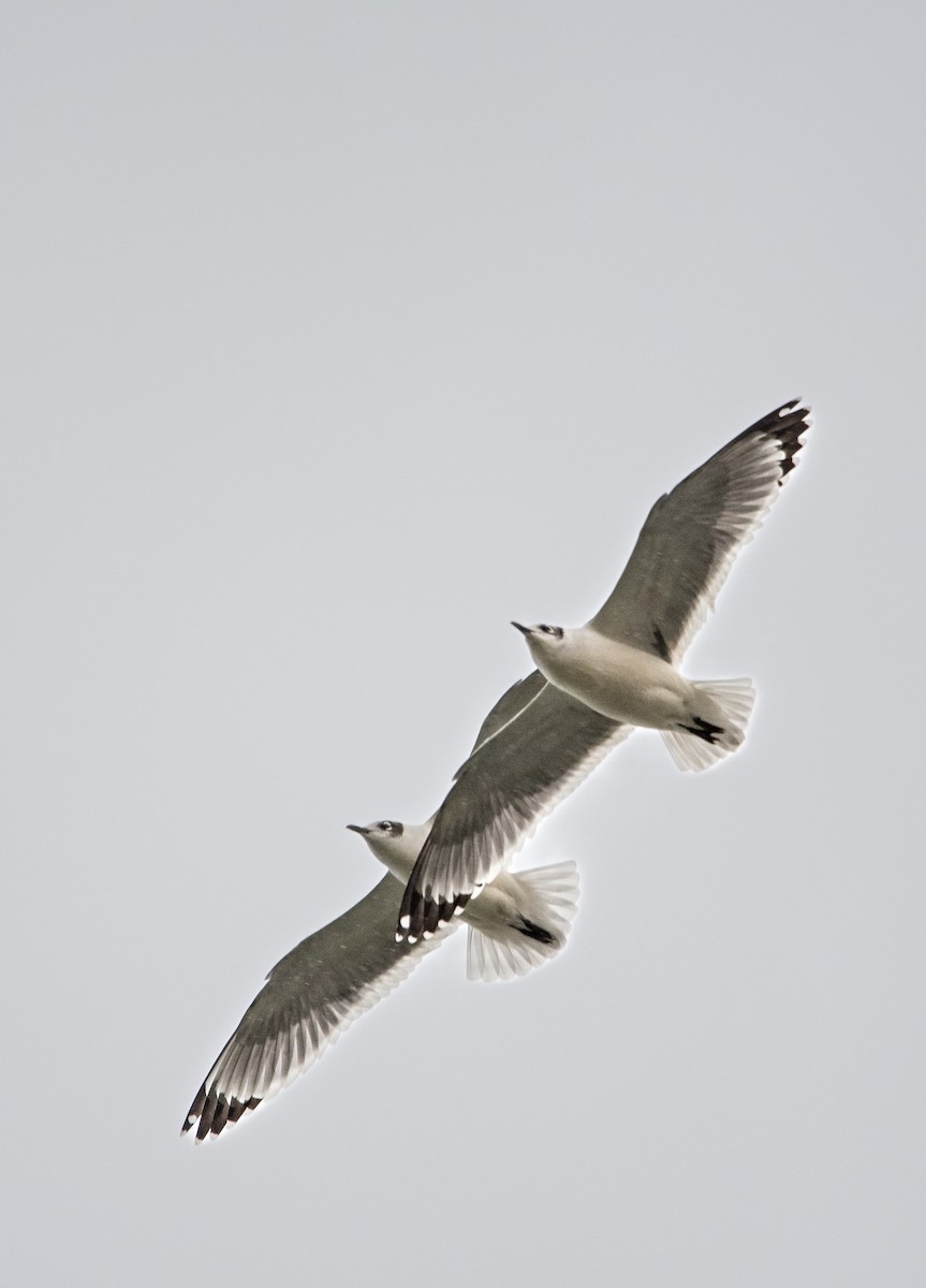 Franklin's Gull - ML643955963