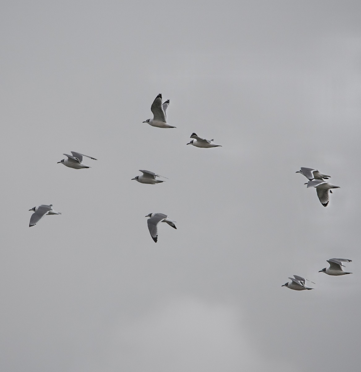 Franklin's Gull - ML643955964