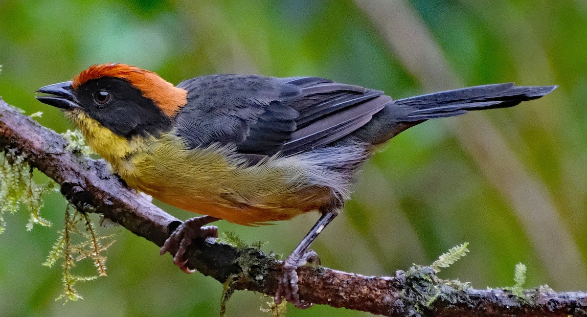 Yellow-breasted Brushfinch - ML643955965