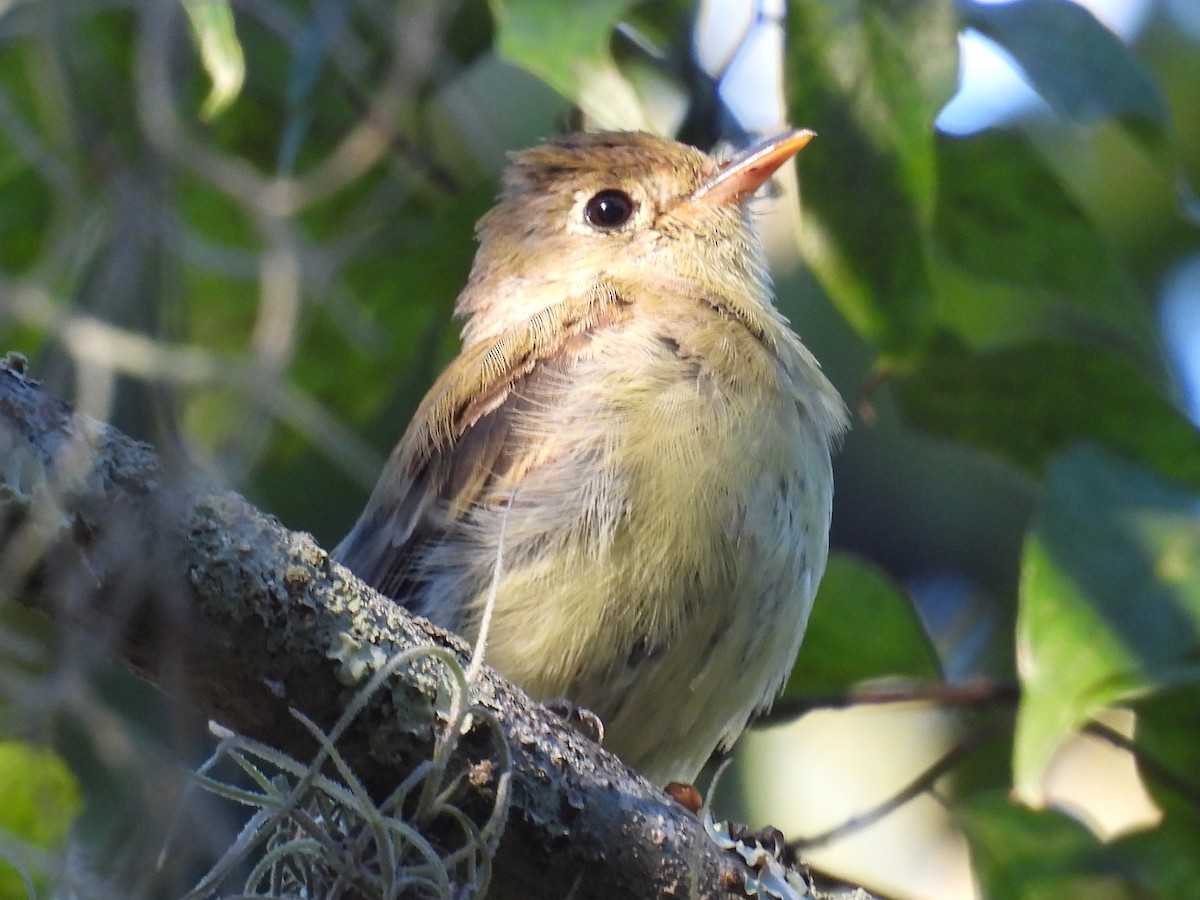 Western Flycatcher (Pacific-slope) - ML643955970