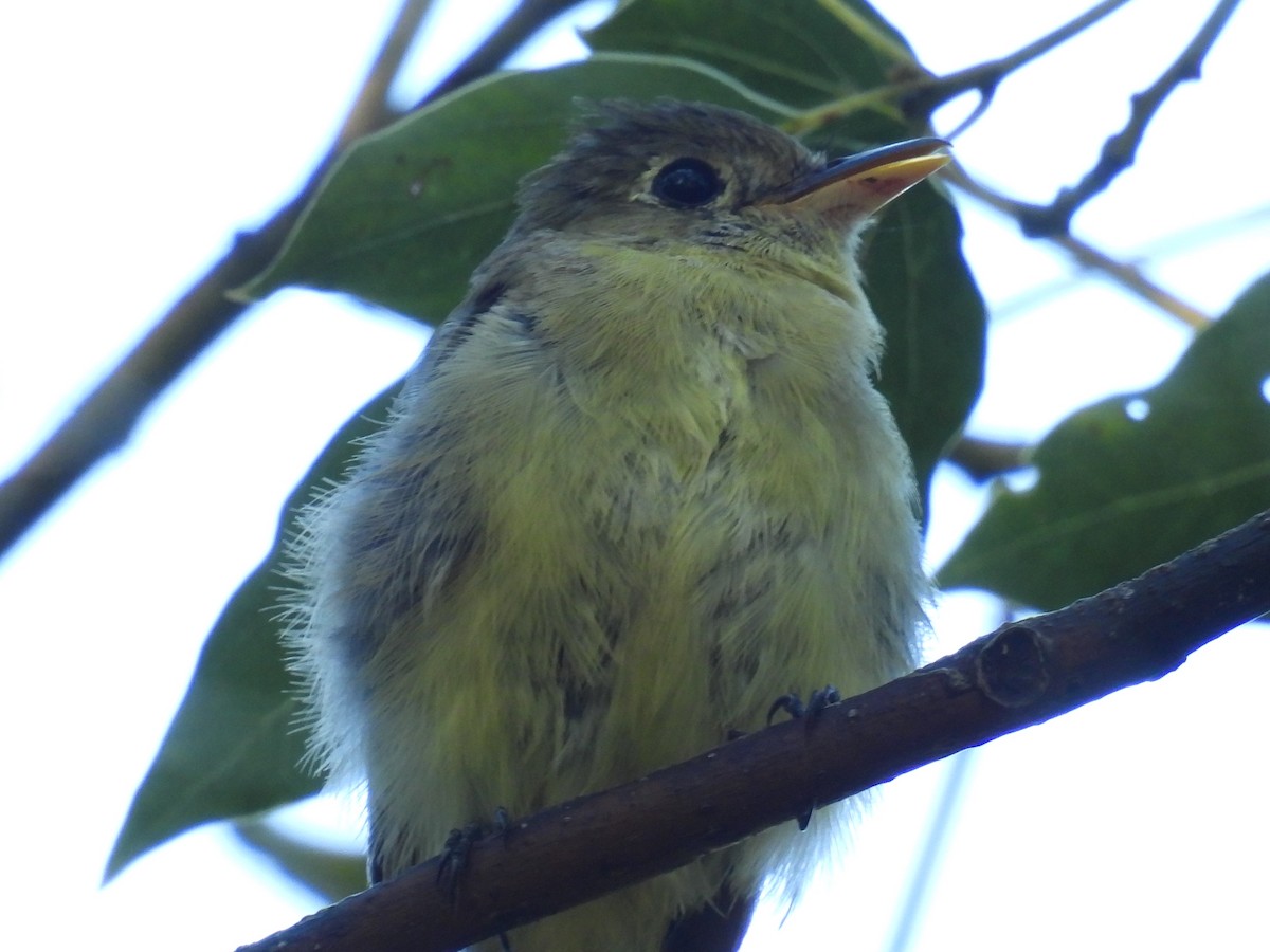 Western Flycatcher (Pacific-slope) - ML643955977