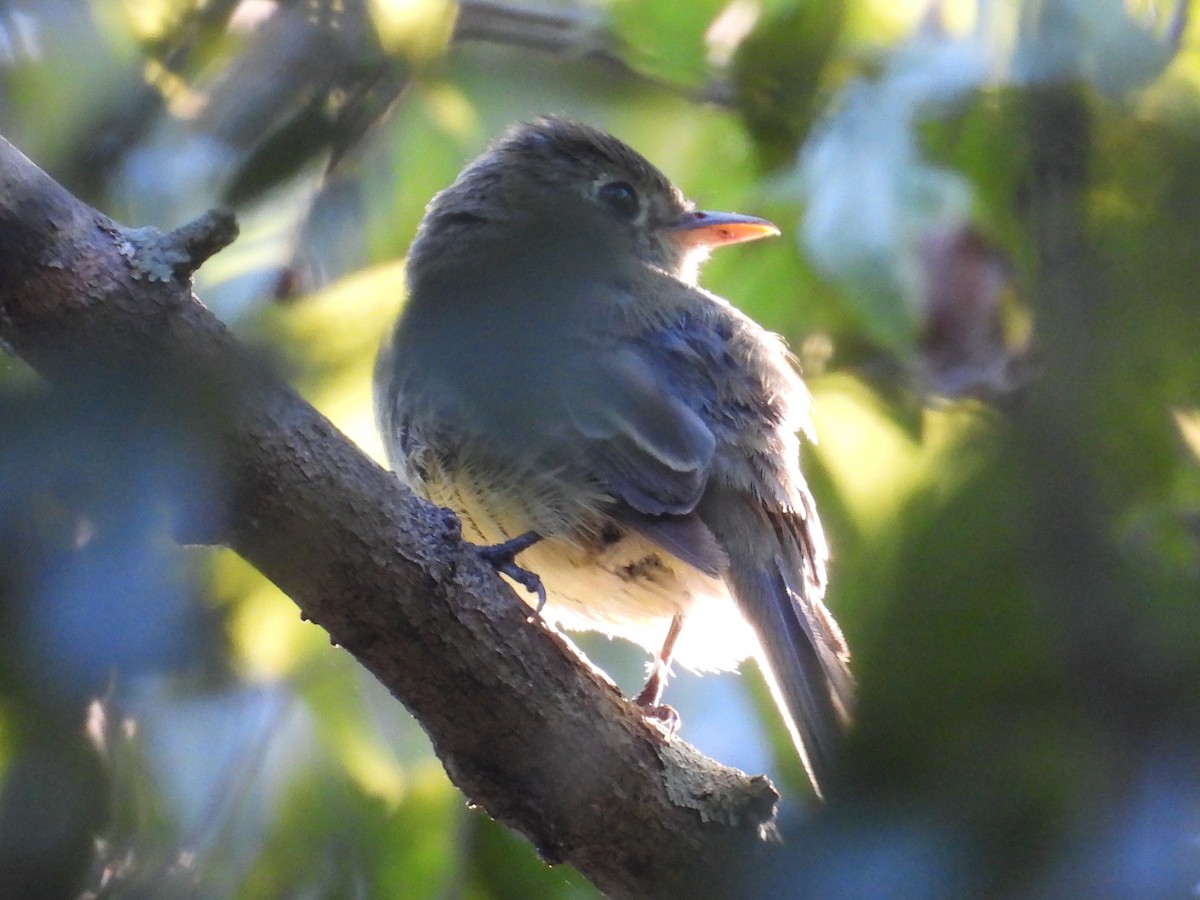 Western Flycatcher (Pacific-slope) - ML643955982