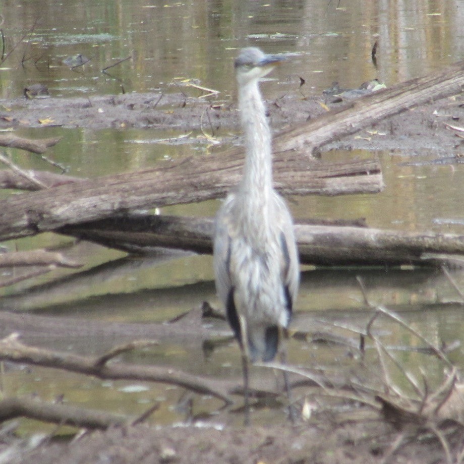 Great Blue Heron - ML643955983