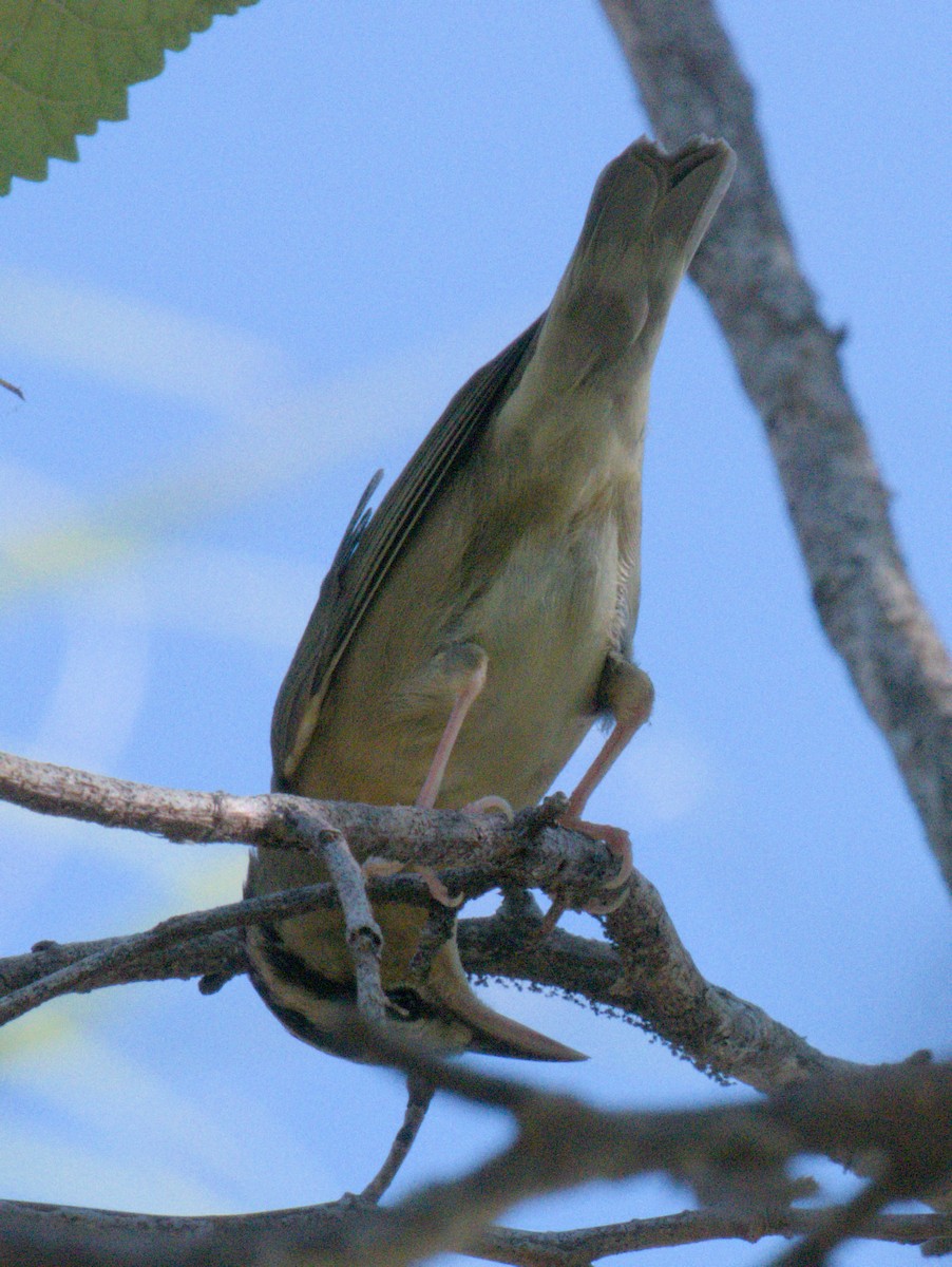 Worm-eating Warbler - ML643955992