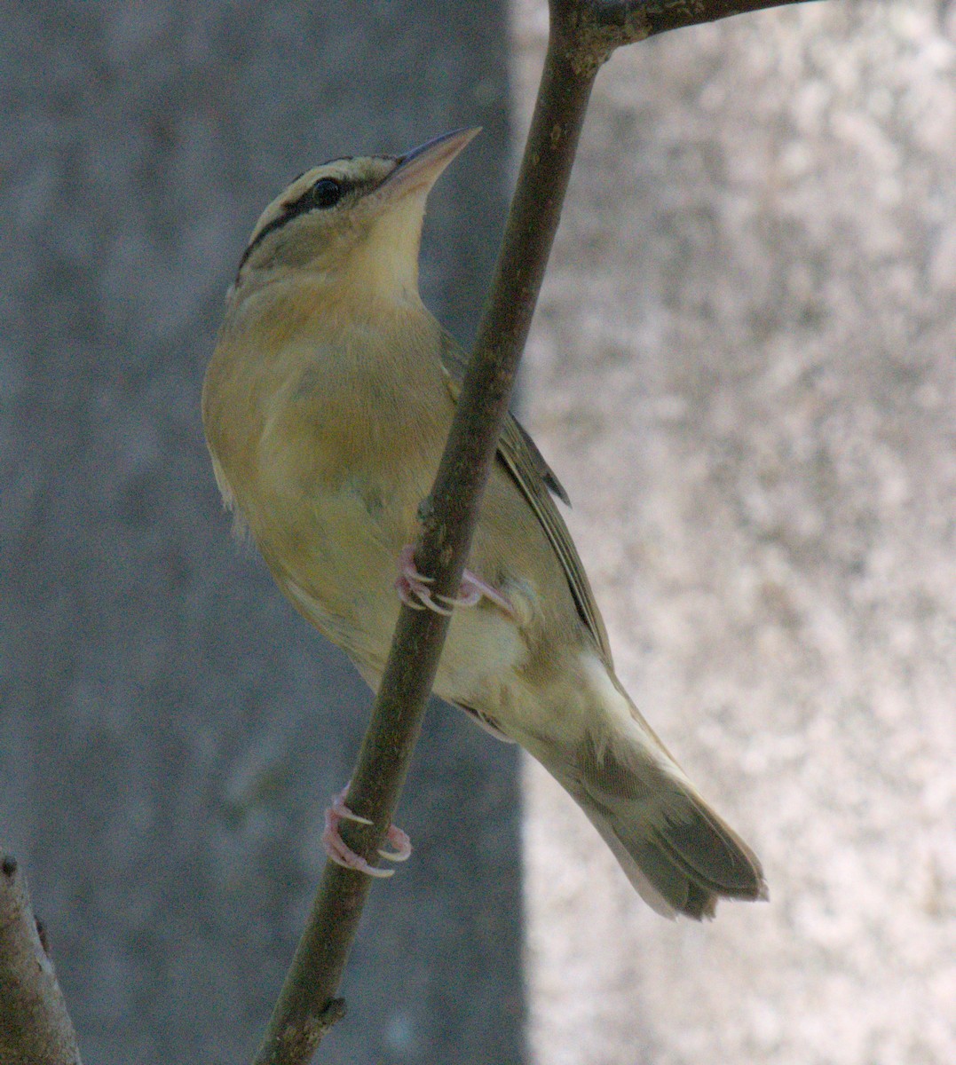 Worm-eating Warbler - ML643955993