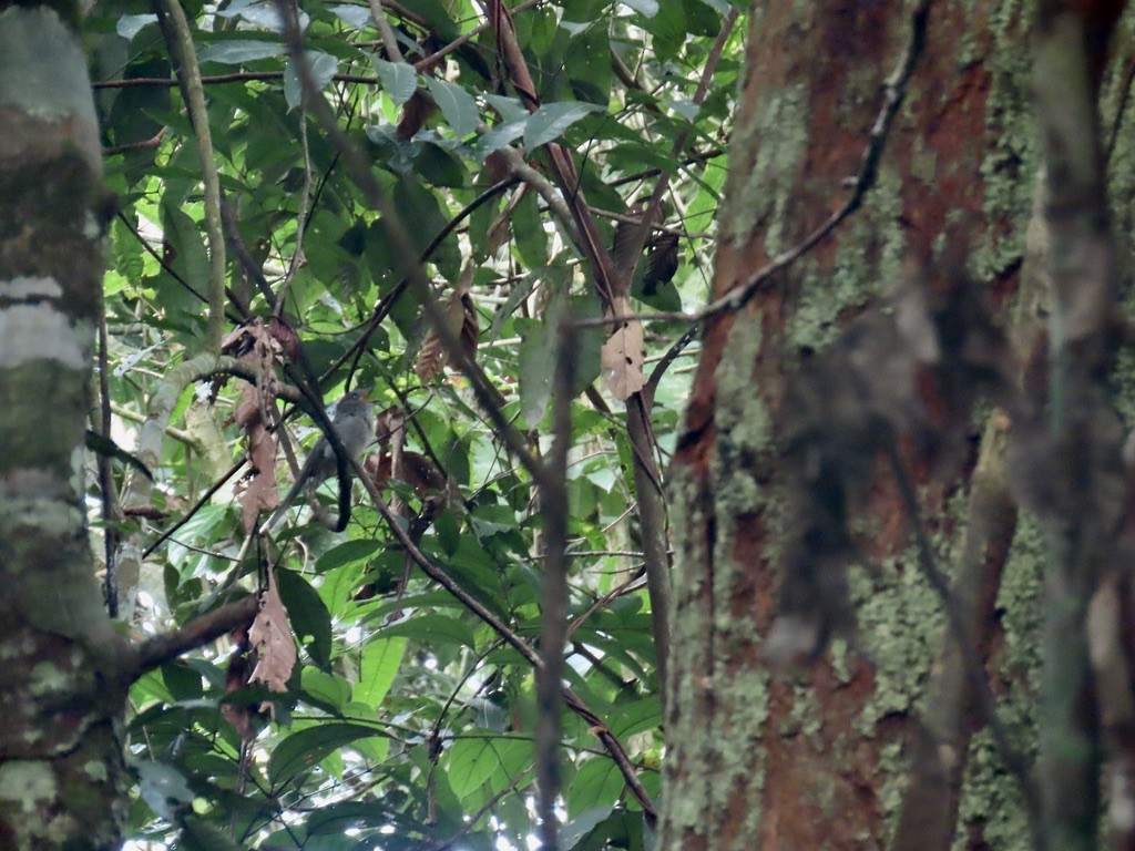 Screaming Piha - ML643955994