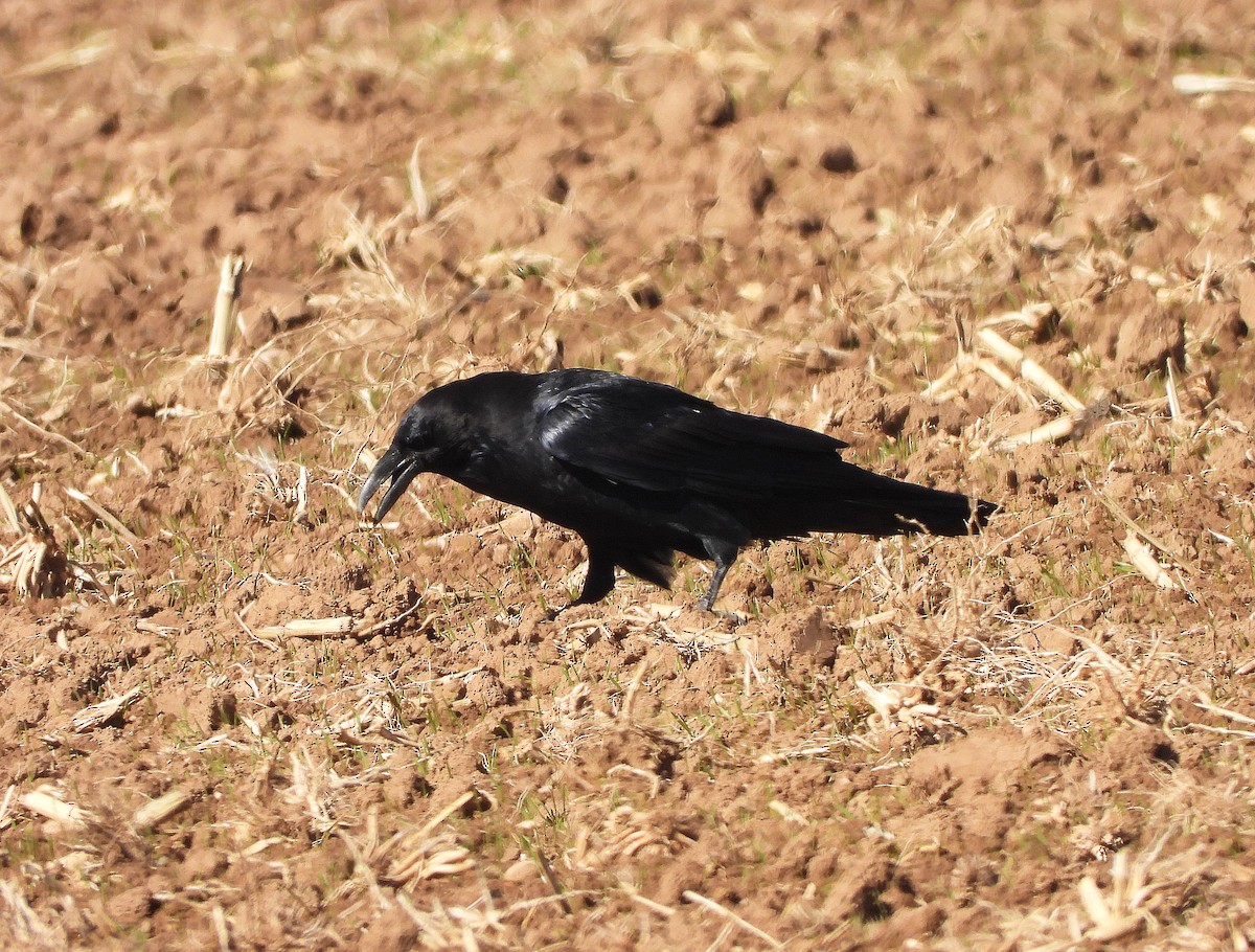 American Crow - ML643955996