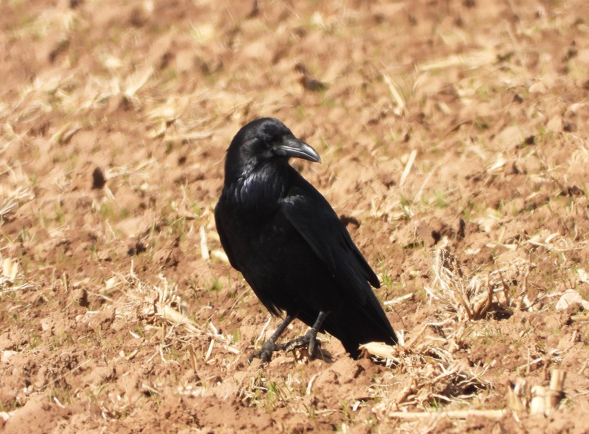 American Crow - ML643955999