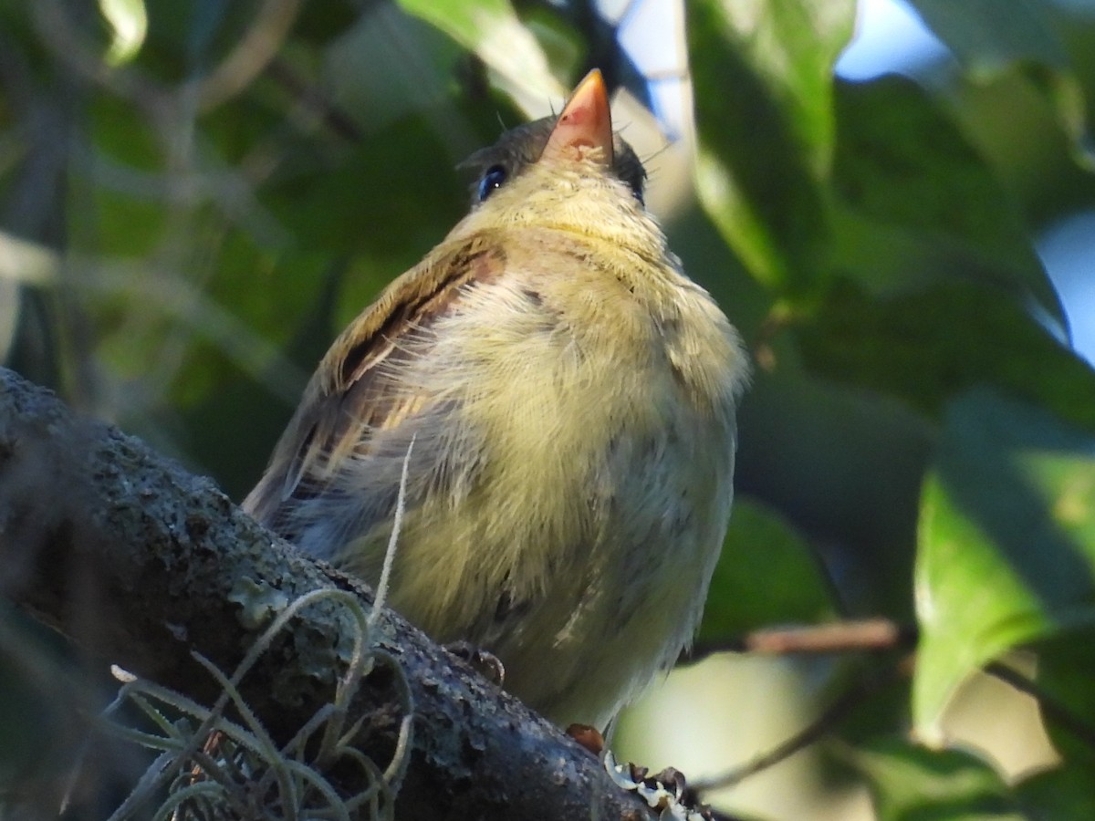 Western Flycatcher (Pacific-slope) - ML643956001