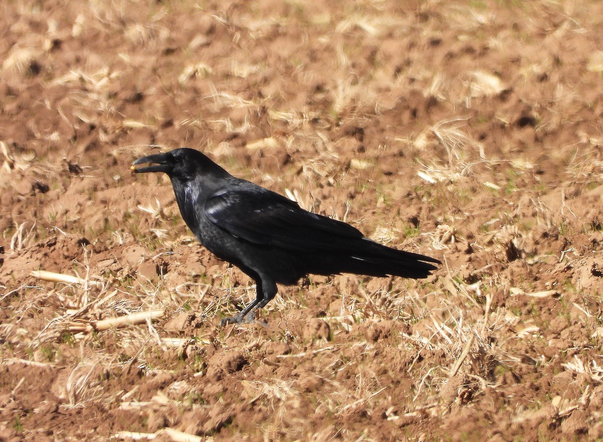 American Crow - ML643956004