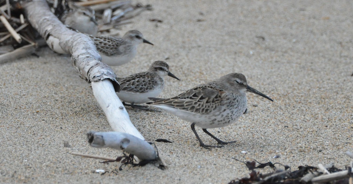 tanımsız küçük kumkuşu (Calidris sp.) - ML643956008