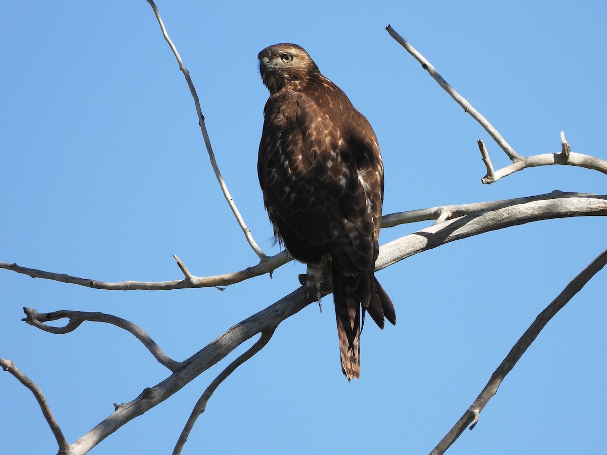 Red-tailed Hawk - ML643956009