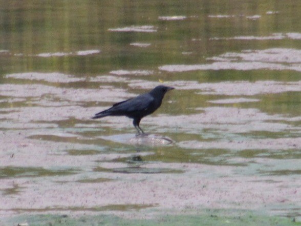 American Crow - ML643956020