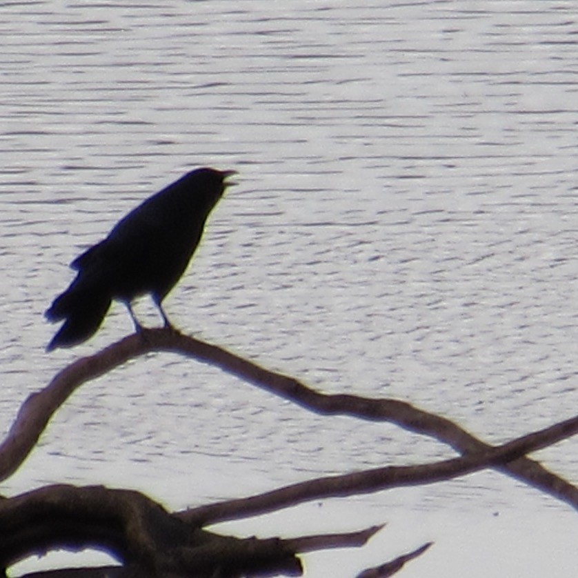 American Crow - ML643956021