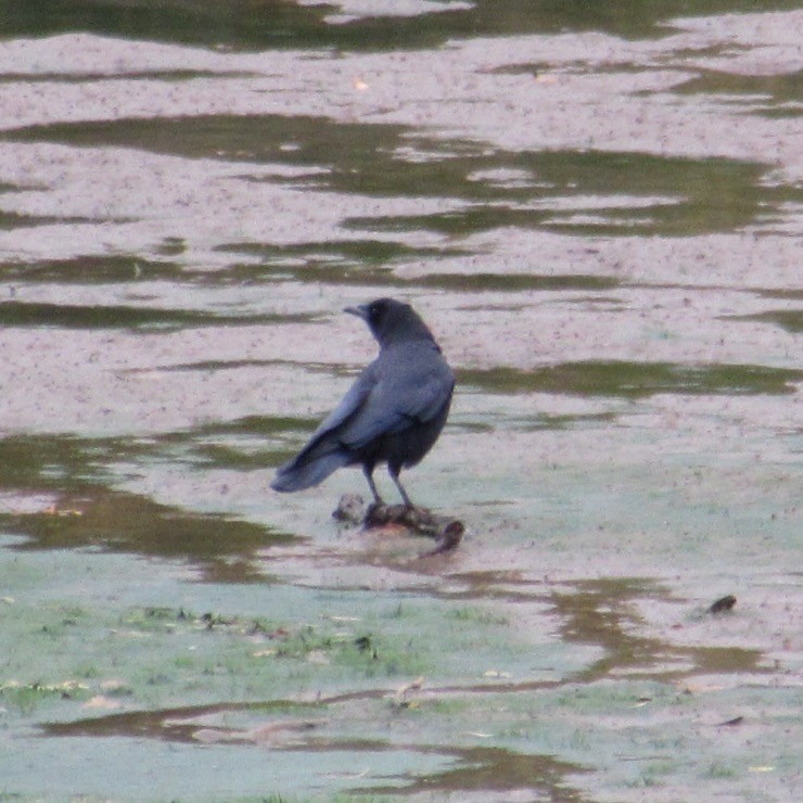 American Crow - ML643956022