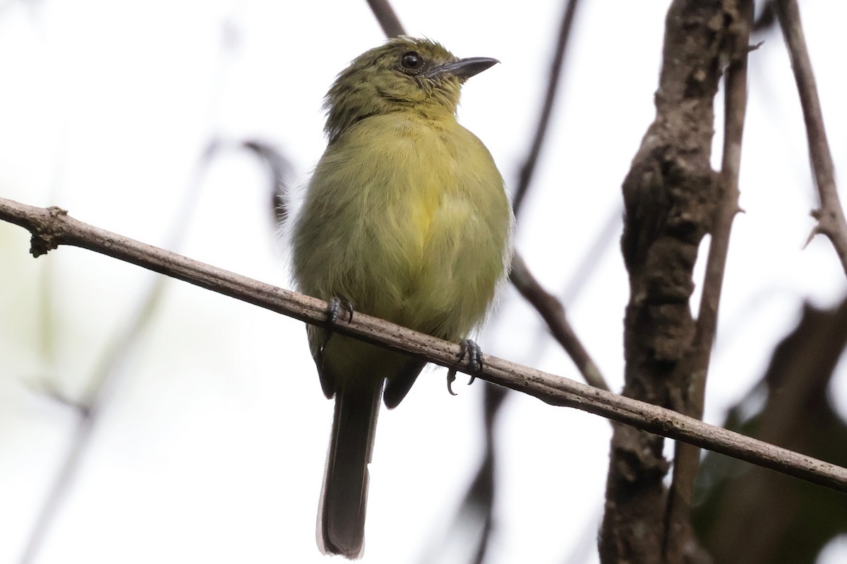 Olive-faced Flatbill - ML643956024