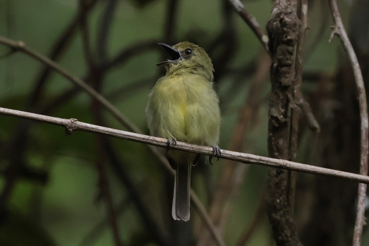 Olive-faced Flatbill - ML643956025