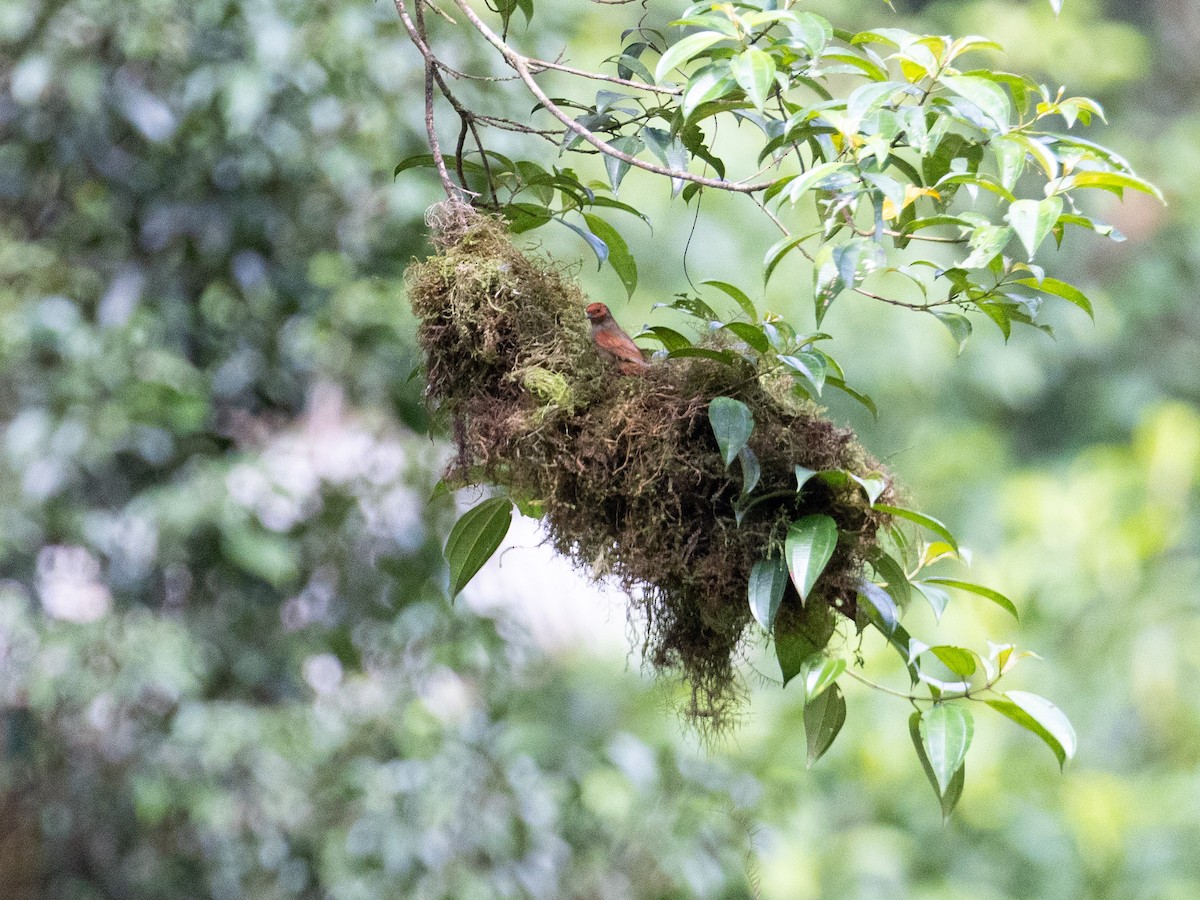 Al Yüzlü Dikenkuyruk - ML643956028