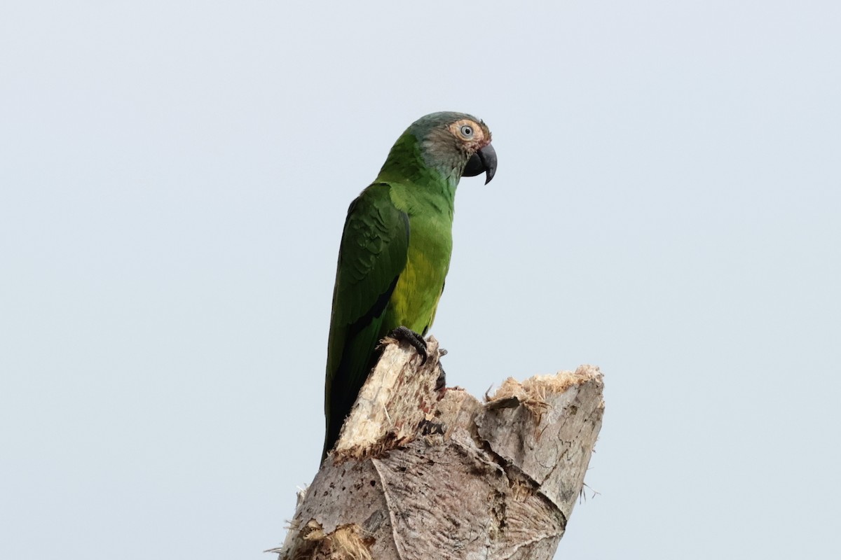 シモフリインコ - ML643956035