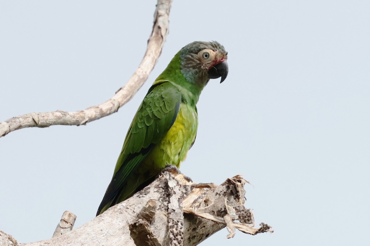 シモフリインコ - ML643956036