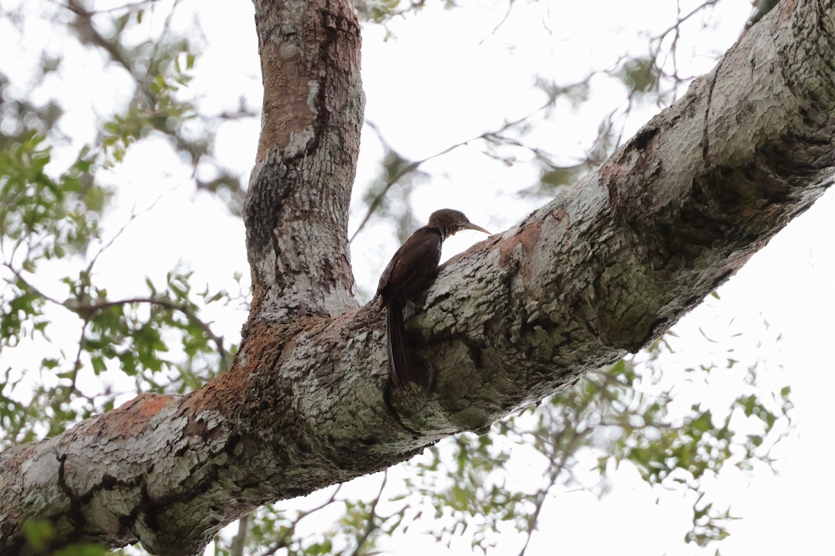 ドゥイダオニキバシリ - ML643956046