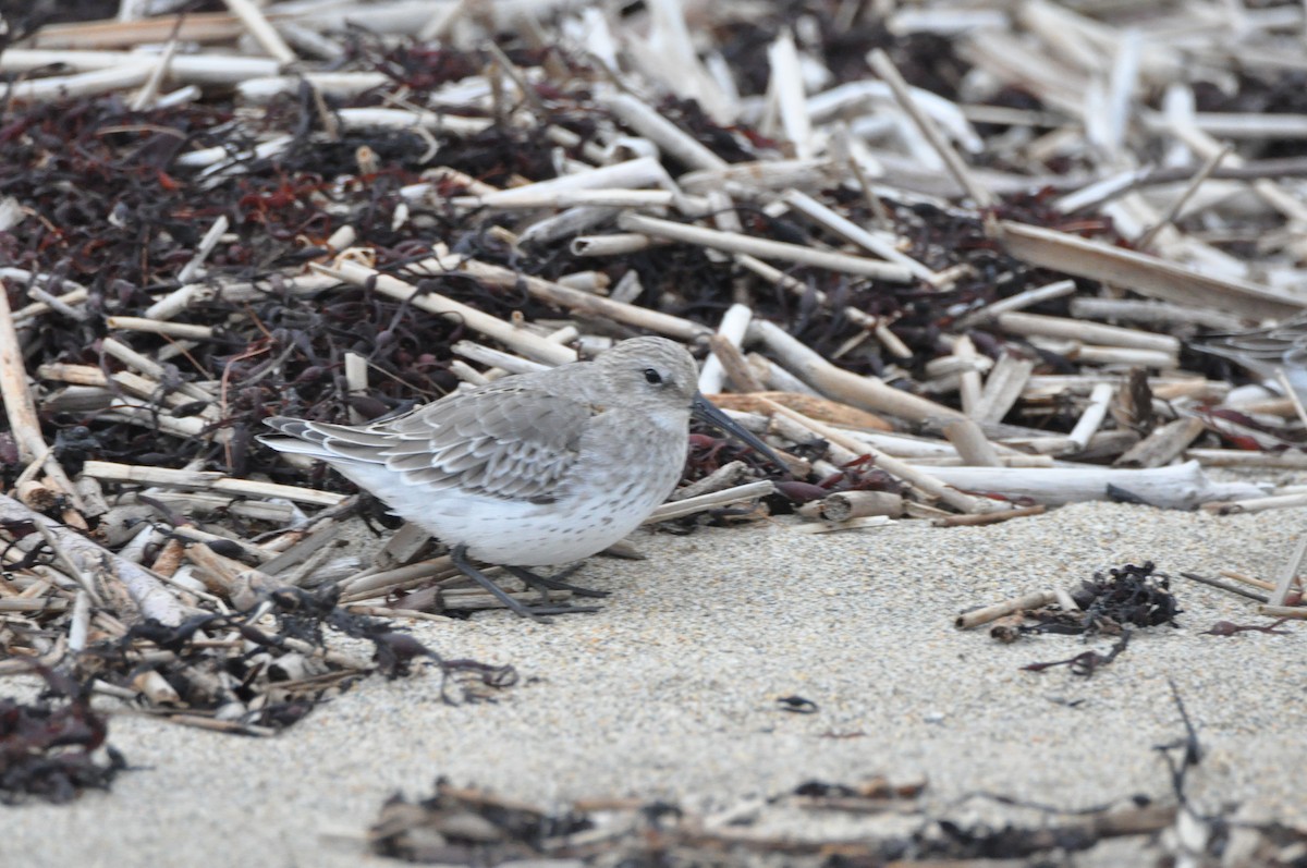 Dunlin - ML643956047