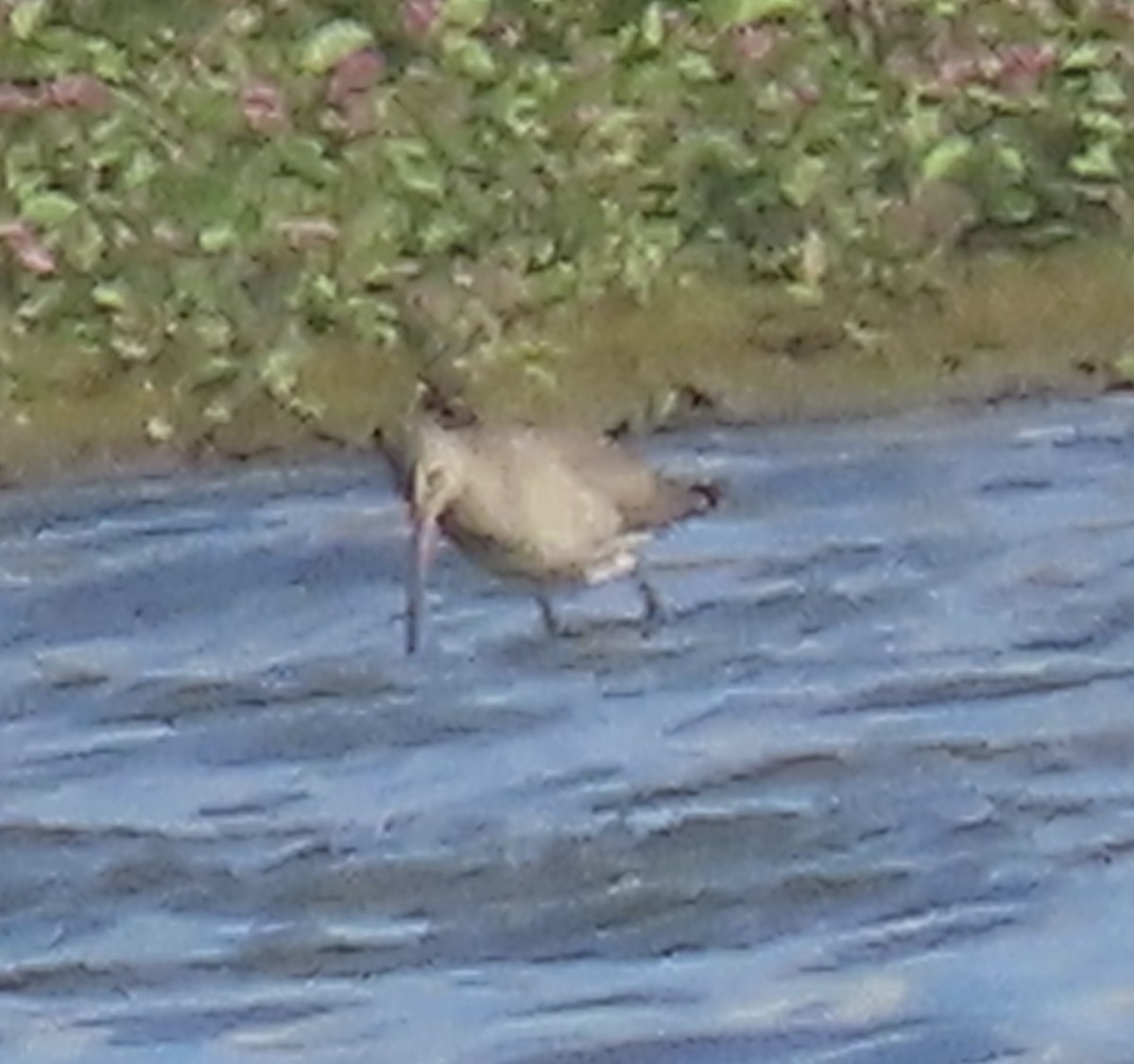 Hudsonian Godwit - ML643956052